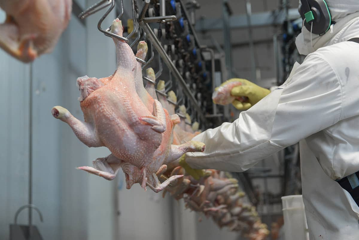 Somos líderes en la fabricación de equipamiento especializado para la faena de pollos en la industria avícola y alimenticia