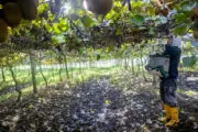 Kiwis en Miramar: cómo la costa argentina busca parecerse a Nueva Zelanda. Imagen destacada sobre kiwis en Miramar. publicada en Noticias Web