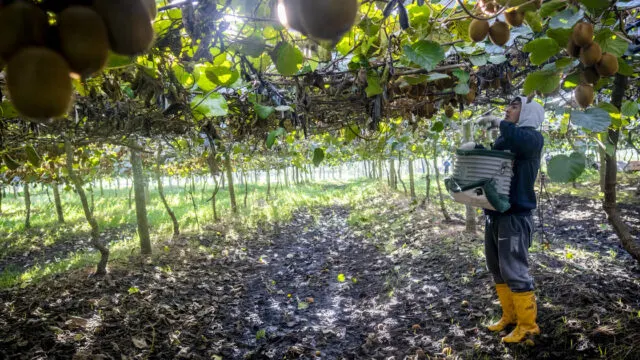 Kiwis en Miramar: cómo la costa argentina busca parecerse a Nueva Zelanda. Imagen destacada sobre kiwis en Miramar. publicada en Noticias Web