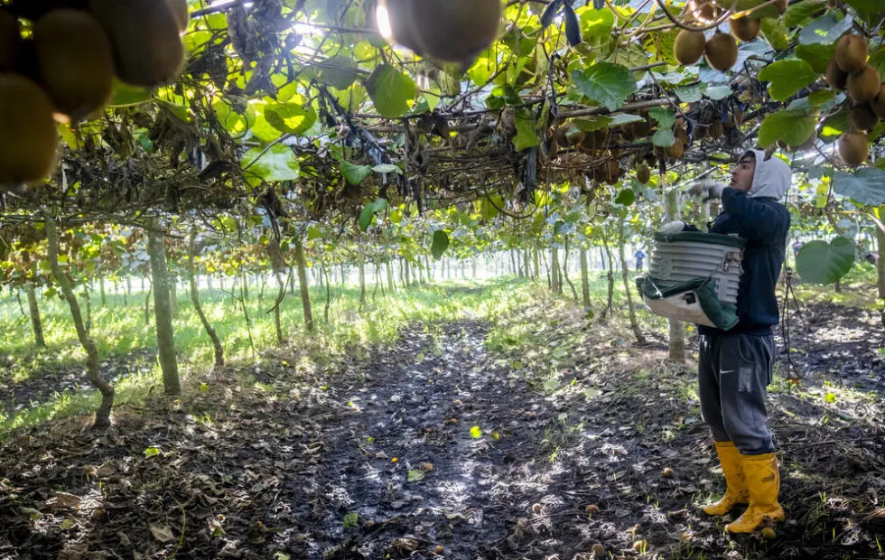 Kiwis en Miramar: cómo la costa argentina busca parecerse a Nueva Zelanda. Imagen destacada sobre kiwis en Miramar. publicada en Noticias Web