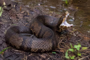 Serpiente venenosa en un casco: el susto que vivió un jugador en Arkansas. Imagen destacada sobre serpiente venenosa en un casco. publicada en Noticias Web