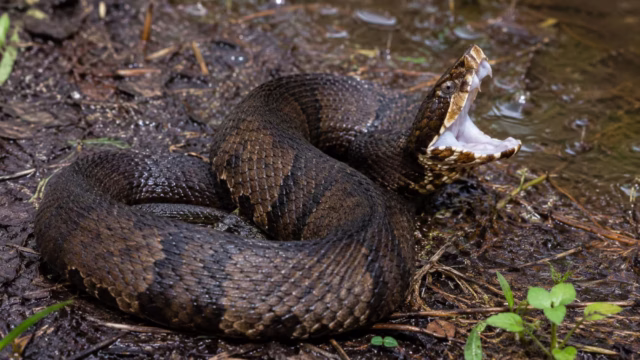 Serpiente venenosa en un casco: el susto que vivió un jugador en Arkansas. Imagen destacada sobre serpiente venenosa en un casco. publicada en Noticias Web