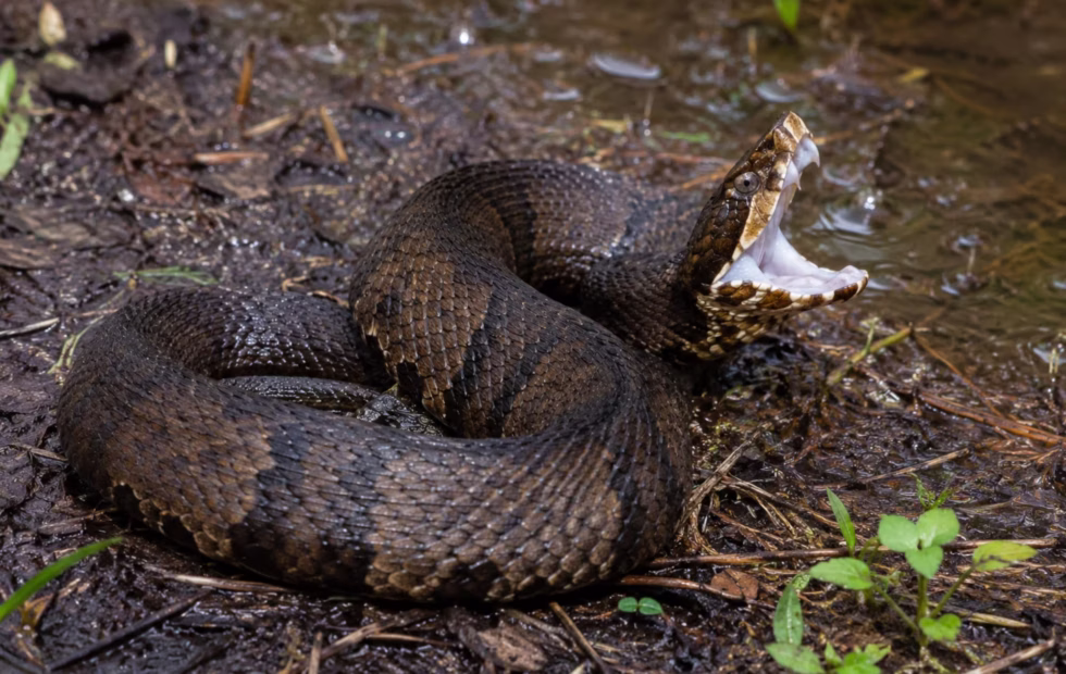 Serpiente venenosa en un casco: el susto que vivió un jugador en Arkansas. Imagen destacada sobre serpiente venenosa en un casco. publicada en Noticias Web