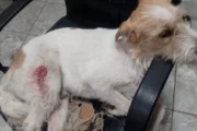 Balaceras en Villa Gobernador Gálvez: más de 50 disparos y un perro herido. Imagen destacada sobre balaceras en Villa Gobernador Gálvez. publicada en Noticias Web