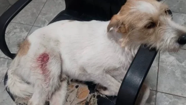 Balaceras en Villa Gobernador Gálvez: más de 50 disparos y un perro herido. Imagen destacada sobre balaceras en Villa Gobernador Gálvez. publicada en Noticias Web