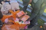 Carpinchos de peluche con droga: secuestran marihuana y cocaína en Catamarca. Imagen destacada sobre carpinchos de peluche con droga. publicada en Noticias Web