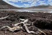 Súper Niño 2026: alertan por alimentos y cambios climáticos en Argentina. Imagen destacada sobre Súper Niño 2026. publicada en Noticias Web