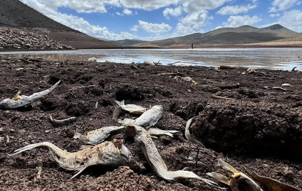 Súper Niño 2026: alertan por alimentos y cambios climáticos en Argentina. Imagen destacada sobre Súper Niño 2026. publicada en Noticias Web