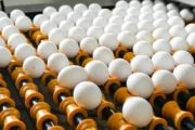 Consumo de huevos en Argentina: casi 400 unidades por persona al año. Imagen destacada sobre consumo de huevos en Argentina. publicada en Noticias Web