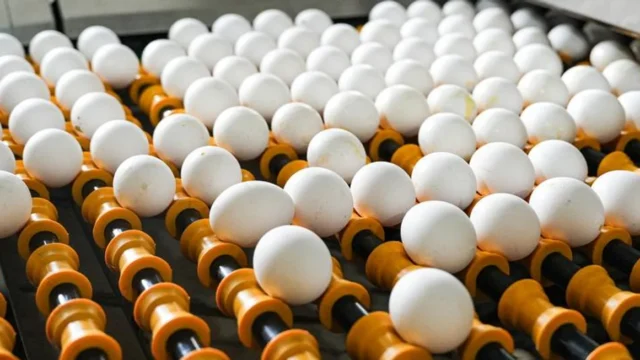 Consumo de huevos en Argentina: casi 400 unidades por persona al año. Imagen destacada sobre consumo de huevos en Argentina. publicada en Noticias Web