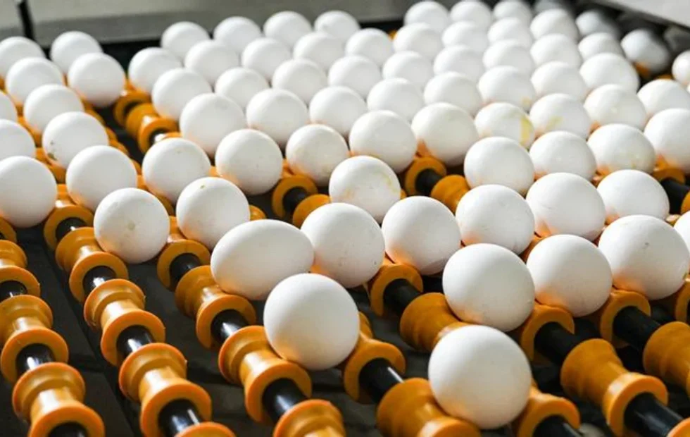 Consumo de huevos en Argentina: casi 400 unidades por persona al año. Imagen destacada sobre consumo de huevos en Argentina. publicada en Noticias Web